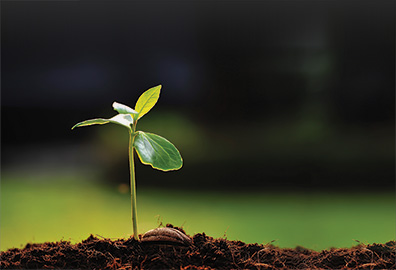 Young green plant shooting up from earth.