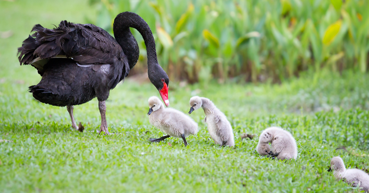 Black Swan in the Stock Market: What Is It, With Examples and History